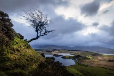 Windswept Tree on Mossy Hillside Overlooking Lakes - free landscapes wallpaper 5944×3960