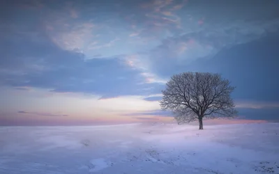 Solitary Bare Tree in Snowy Winter Landscape at Dusk - free wallpaper 3600×2250