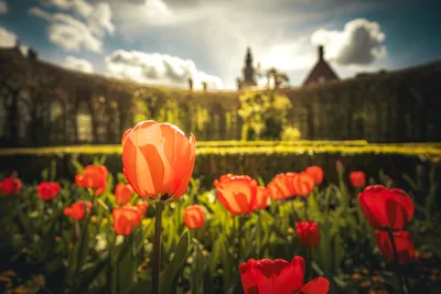 Red Tulip Field With Castle in Background - free landscapes wallpaper 6000×4000