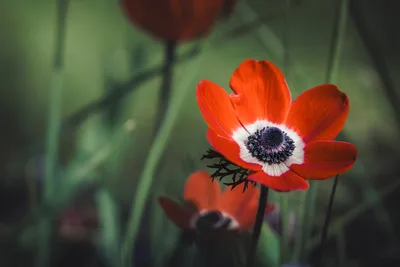 Vibrant Red Anemone Flower With Dark Center - free landscapes wallpaper 6000×4000