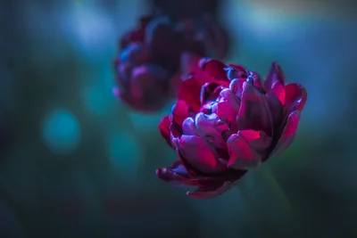Deep Red Peony Flower with Blue Lighting and Blur - free landscapes wallpaper 6000×4000