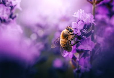 Honeybee Pollinating Purple Flowers in Soft Focus - free landscapes wallpaper 3765×2591