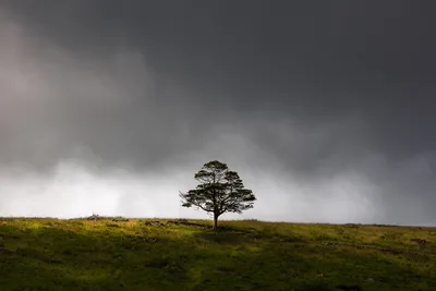 Solitary Windswept Tree on Moorland Hill - free landscapes wallpaper 5580×3720