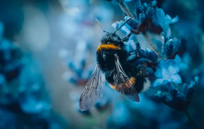 Bumblebee on Blue Flowers in Close-up Detail - free landscapes wallpaper 2960×1863