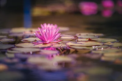 Pink Water Lily Floating Among Lily Pads - free landscapes wallpaper 6000×4000