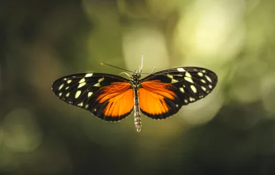 Black and Orange Butterfly in Flight Against Green Background - free animals wallpaper 6000×3824