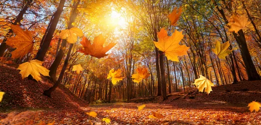 Autumn Forest Path With Falling Maple Leaves - free landscapes wallpaper 2500×1200