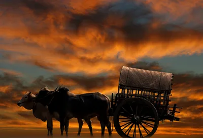 Ox-Drawn Cart Silhouetted Against Dramatic Sunset - free animals wallpaper 6120×4160