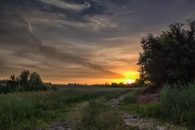 Golden Sunset Over Rural Field with Trees - free landscapes wallpaper 7680×5133