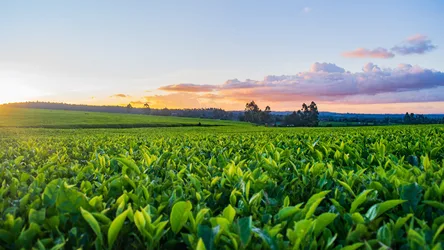 Sunset Over Vast Corn Field with Distant Forest - free landscapes wallpaper 3840×2160