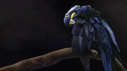 Black Macaw Perched on Branch Against Dark Background - free animals wallpaper 2000×1125