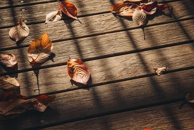 Autumn Leaves on Wooden Deck with Shadow Patterns - free wallpaper 4800×3200