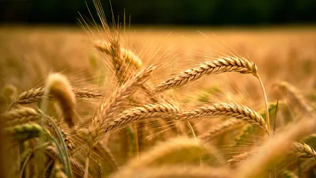 Golden Wheat Field Close-Up with Selective Focus - free nature wallpaper 3840×2160
