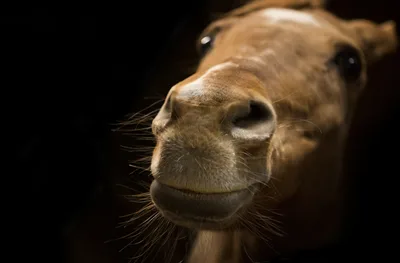 Close-Up Portrait of a Light-Colored Cow's Face - free animals wallpaper 2048×1343