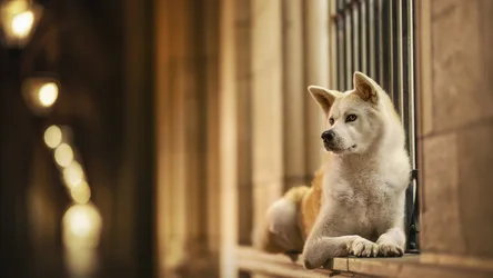 White Dog Sitting in Urban Alley at Night - free wallpaper 2048×1151