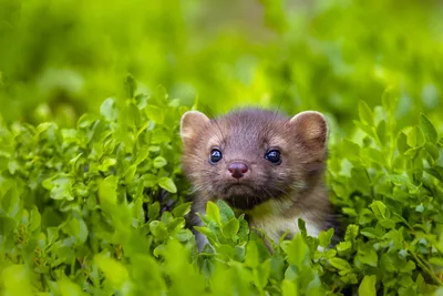 Young Mink in Lush Green Vegetation - free animals wallpaper 2560×1708