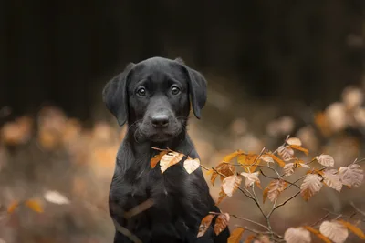 Black Labrador Portrait Among Autumn Foliage - free wallpaper 2048×1366