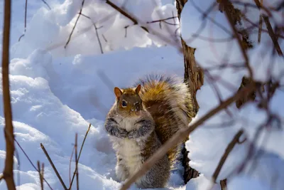 Winter Squirrel in the Snow - free wallpaper 6000×4000