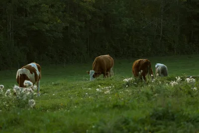 Grazing Cattle in a Pastoral Meadow - free nature wallpaper 4000×2667