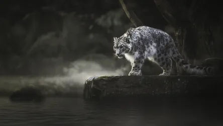 Snow Leopard on Rock by Water in Dark Cave - free animals wallpaper 1920×1080
