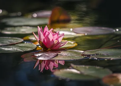 Pink Water Lily With Bee in Pond Garden - free landscapes wallpaper 7680×5463