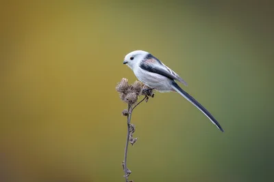 Long-Tailed Tit on Burdock Branch - free nature wallpaper 2800×1868