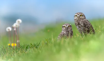Burrowing Owls in Grassland with Wildflowers - free wallpaper 2048×1197