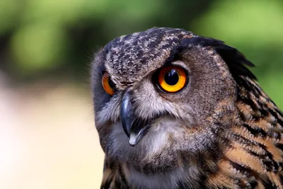 Close-Up Portrait of an Owl with Striking Orange Eyes - free animals wallpaper 6000×4000
