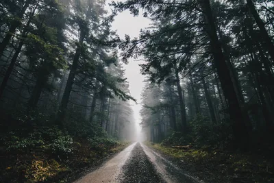 # Misty Forest Path Through the Woods - free nature wallpaper 6000×4000