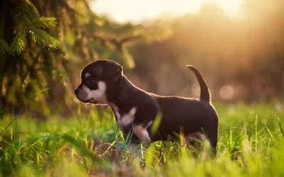 Young Puppy in Grass at Golden Hour - free animals wallpaper 2560×1600
