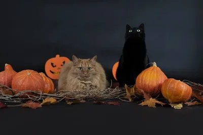 Halloween Cats With Pumpkins and Fallen Leaves - free animals wallpaper 6016×4016