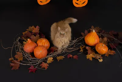 Fluffy Cat in Halloween Pumpkin Patch - free animals wallpaper 6016×4016