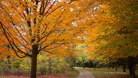 Autumn Forest Path Through Golden Trees - free landscapes wallpaper 2048×1152