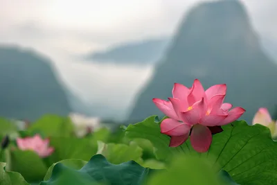 Pink Lotus Flower With Mountain Valley Background - free nature wallpaper 2048×1365