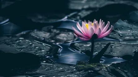 Pink Water Lily Blooming in Dark Waters - free wallpaper 3840×2160