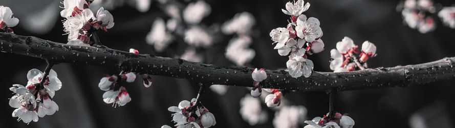 Cherry Blossoms on a Branch in Spring - free nature wallpaper 5120×1440