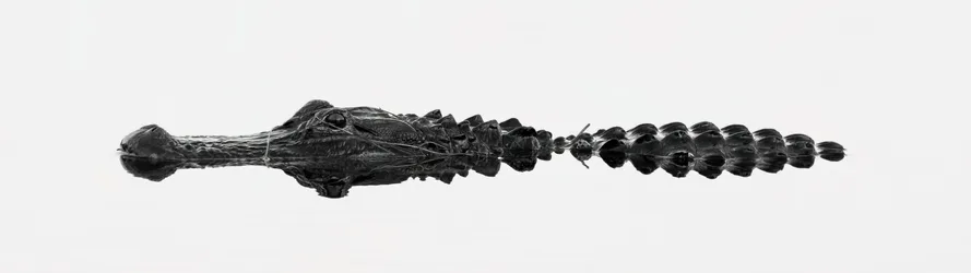 Crocodile in Monochrome Waters - free wallpaper 5120×1440