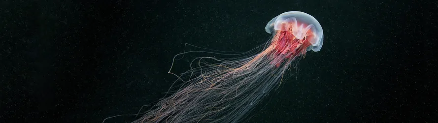 Deep Sea Jellyfish Swimming in Ocean Darkness - free nature wallpaper 5120×1440