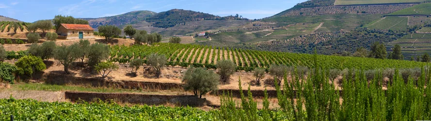 Tuscan Vineyard Landscape with Stone House - free wallpaper 5120×1440