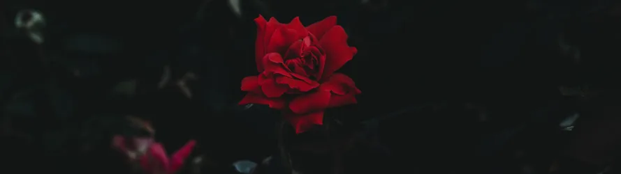 Crimson Rose in Darkness - free wallpaper 5120×1440