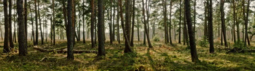 Misty Pine Forest Landscape - free wallpaper 3840×1080