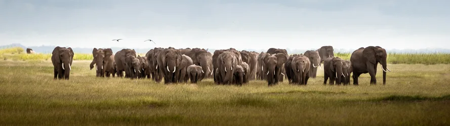 Elephant Herd Crossing the African Savanna - free animals wallpaper 5120×1440