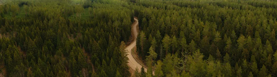 Winding Path Through the Latvian Forest - free landscapes wallpaper 5120×1440