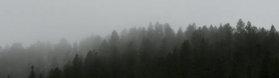 Misty Forest Landscape in Fog - free wallpaper 3840×1080