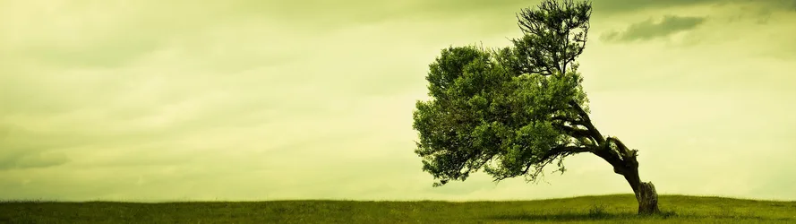 Solitary Tree in the Meadow - free nature wallpaper 3840×1080