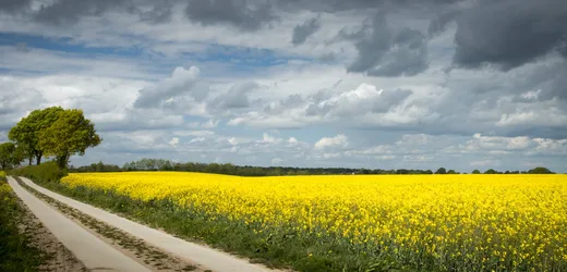Yellow Rapeseed Field with Country Road and Tree - free wallpaper 4095×1966