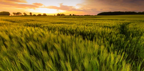 Golden Sunset Over Expansive Grain Field - free wallpaper 5119×2531