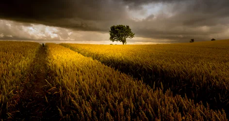 Solitary Tree in Golden Wheat Field Under Storm Clouds - free wallpaper 5088×2694
