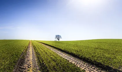 Solitary Tree in Vast Green Agricultural Field - free landscapes wallpaper 6144×3637