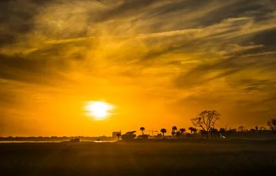 Golden Sunset Over Wetlands With Palm Trees - free landscapes wallpaper 4850×3092
